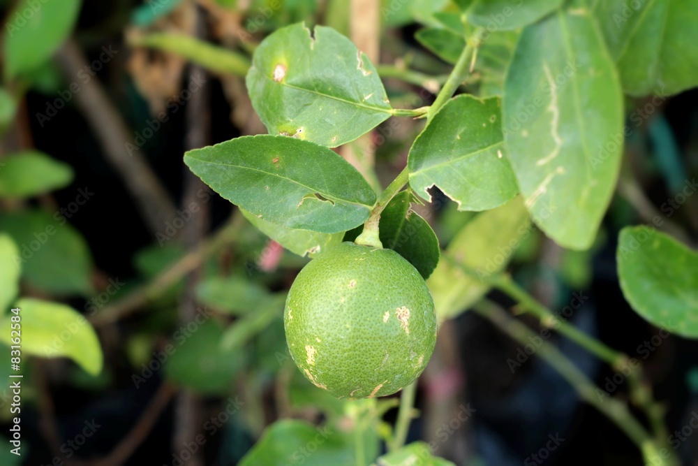 Green lemon on the tree