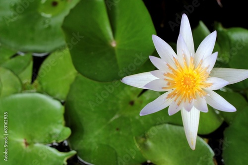 Lotus flower at the nature
