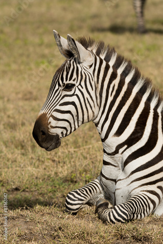 Zebra laying on the grass in the Ngorongoro Crater  Tanzania  