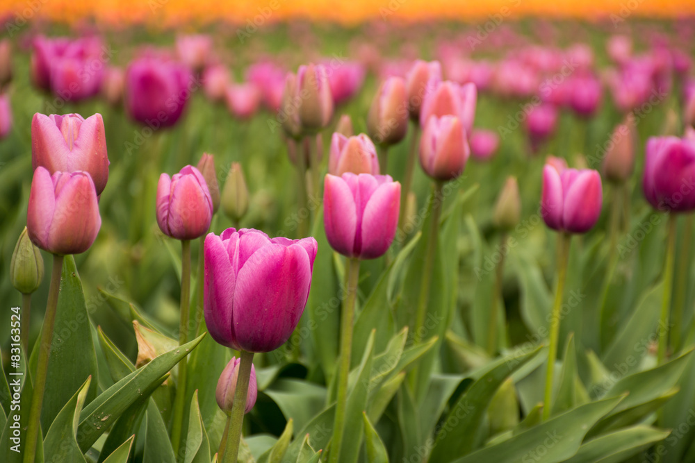 Bright pink field of tulips

