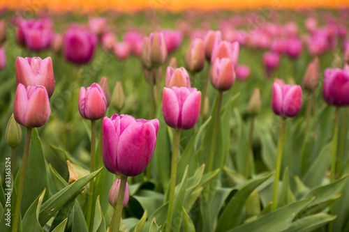 Bright pink field of tulips  