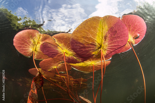 Lily Pads Underwater