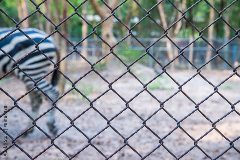 zebra in the zoo. zebra in the zoo.