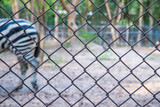 zebra in the zoo.