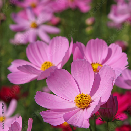 Pink cosmos flowers