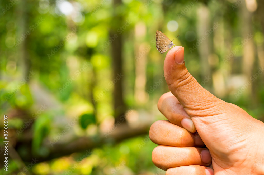 beautiful Butterfly on hand in nature
beautiful Butterfly on hand in nature