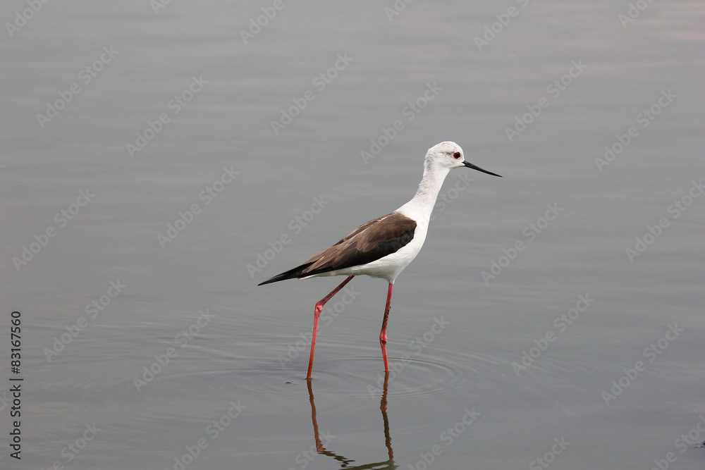 Black Winged Stilt seeking worms in the water Black Winged Stilt seeking worms in the water