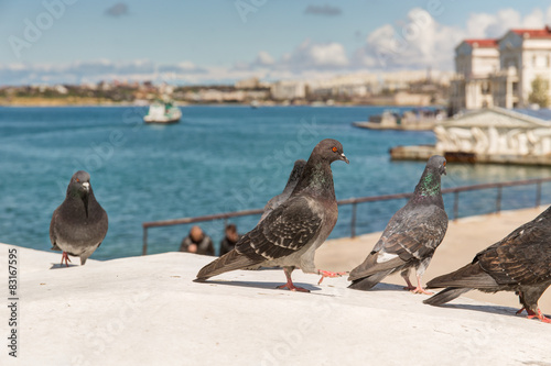 pigeons in the Sevastopol bay © Maslov Dmitry