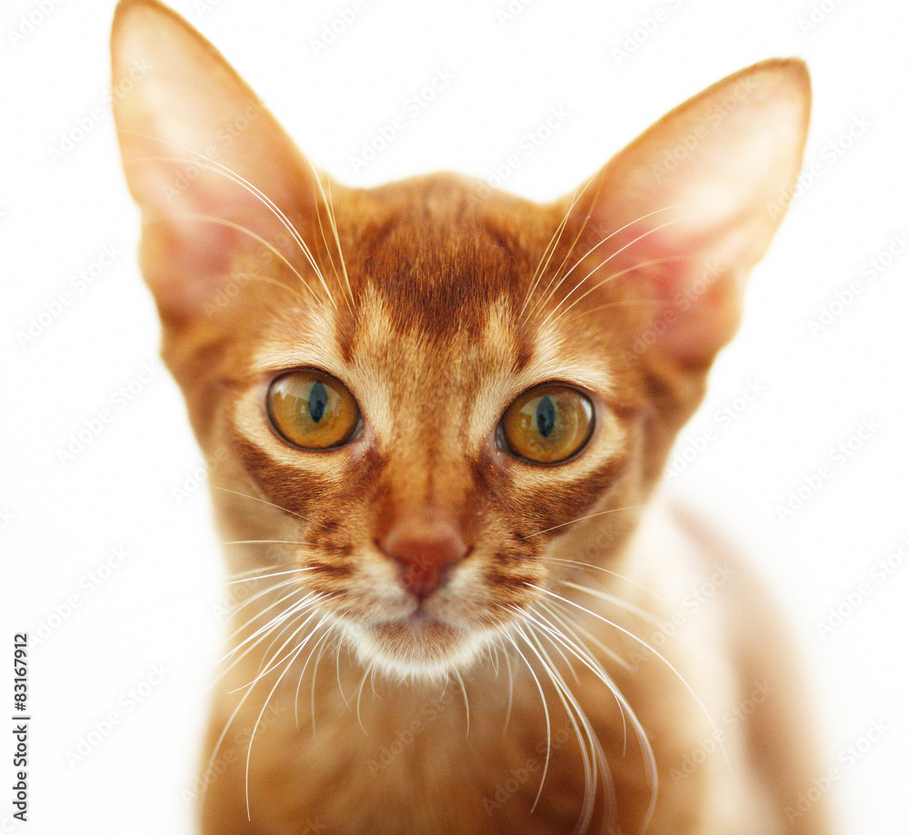 Portrait of red cat