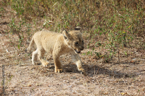 Lion cub walking in the bush