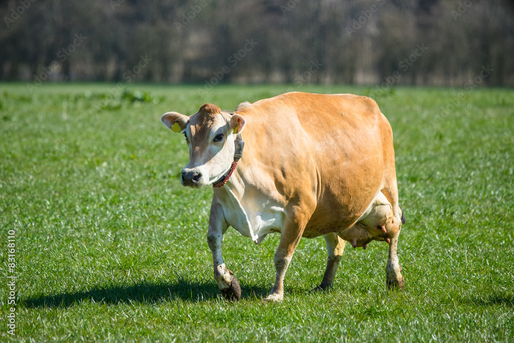 Jersey cow on grass Jersey cow on grass