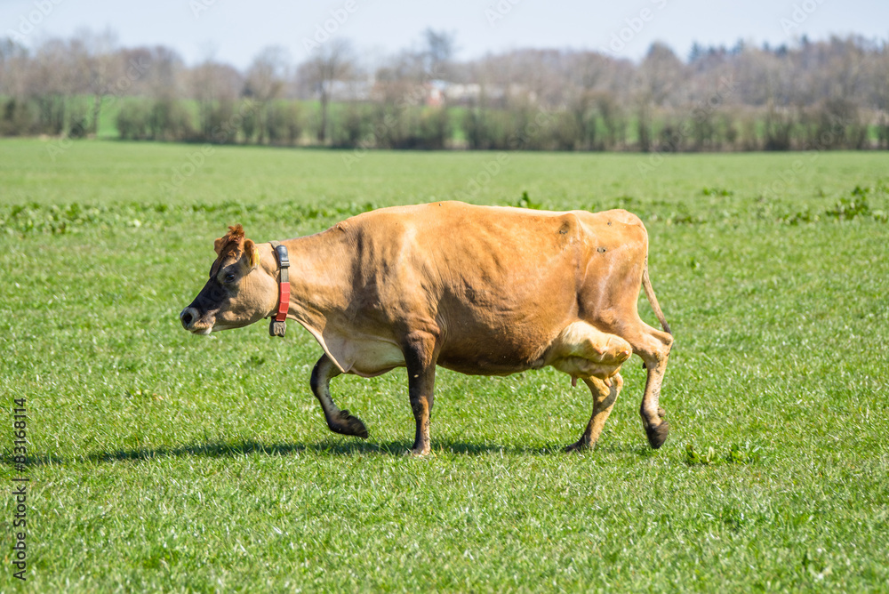 Fototapeta premium Jersey cow on green grass