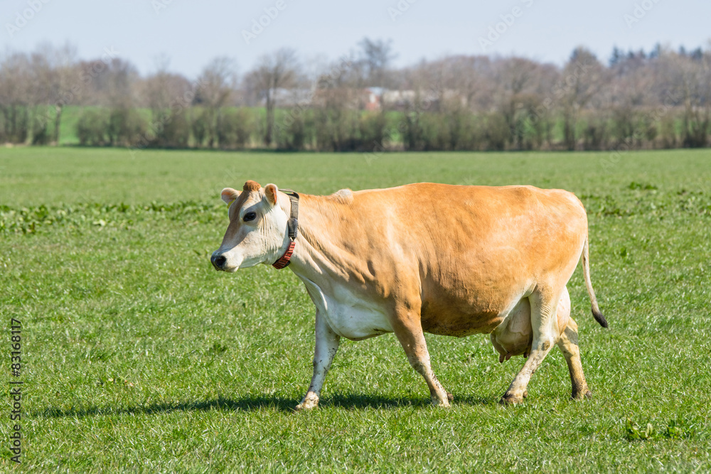 Jersey cow on a green field