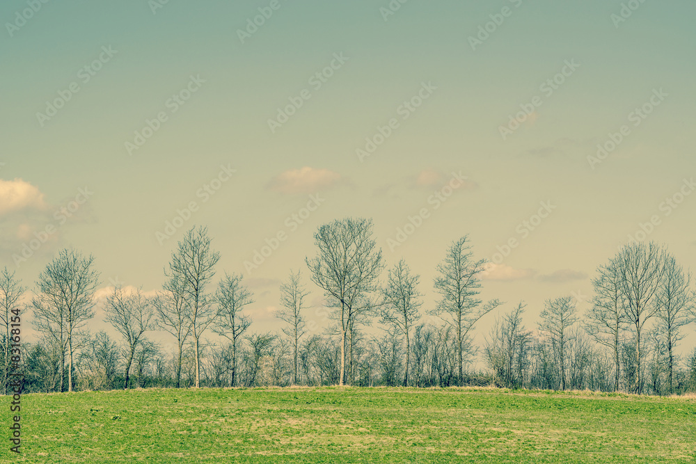 Obraz premium Trees on a green field