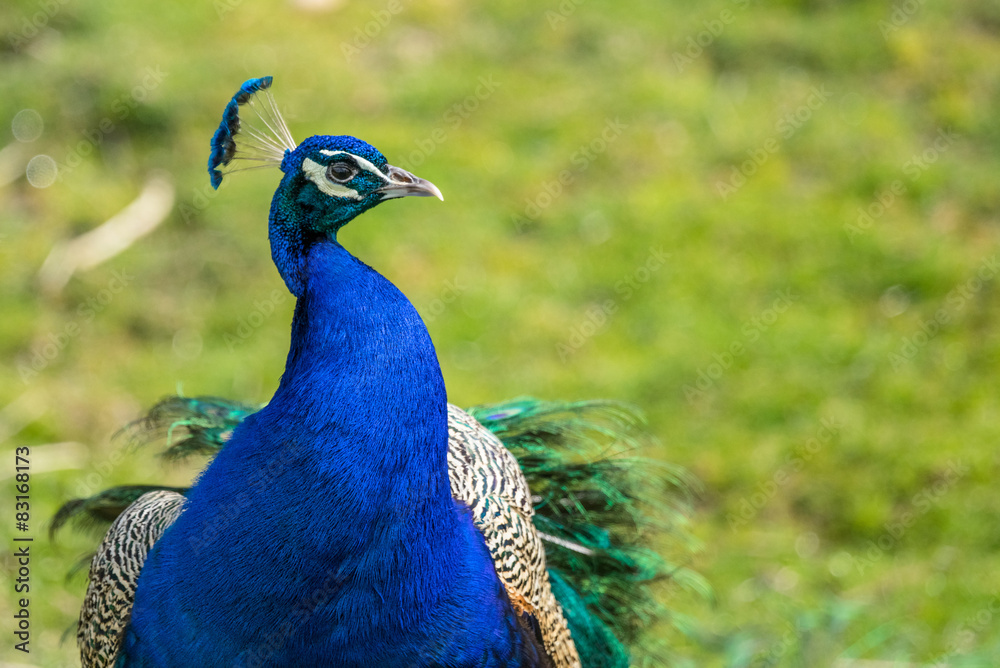 Obraz premium Peacock on green background