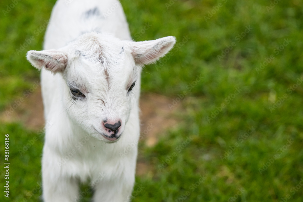 Fototapeta premium Goat kid on green grass