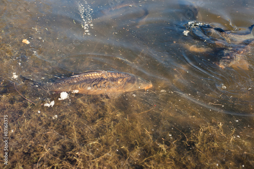 Carp fish in a pond