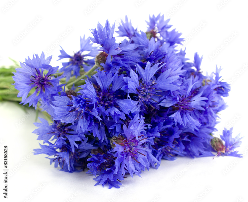 Bunch of cornflowers isolated on white background