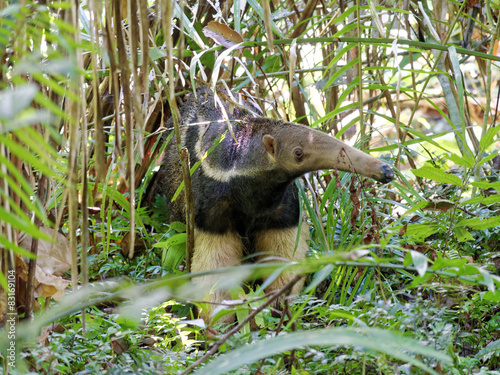Sandoval lake giant anteater photo