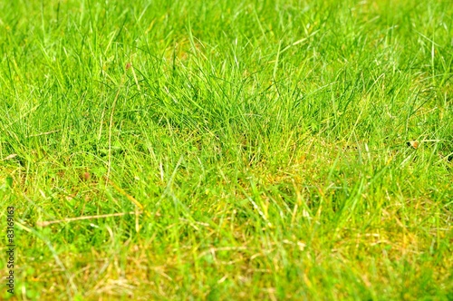 Abstract grass texture suitable as background