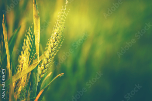 Green Wheat Head in Cultivated Agricultural Field