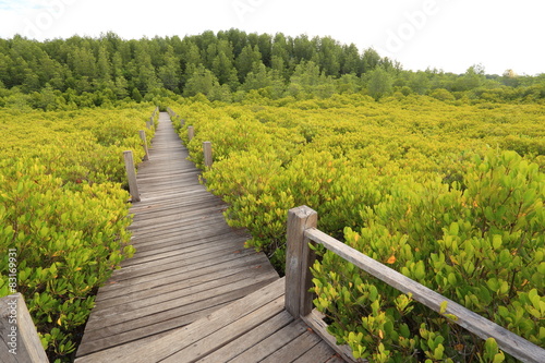 Mangrove forest and wood bridge © pantkmutt