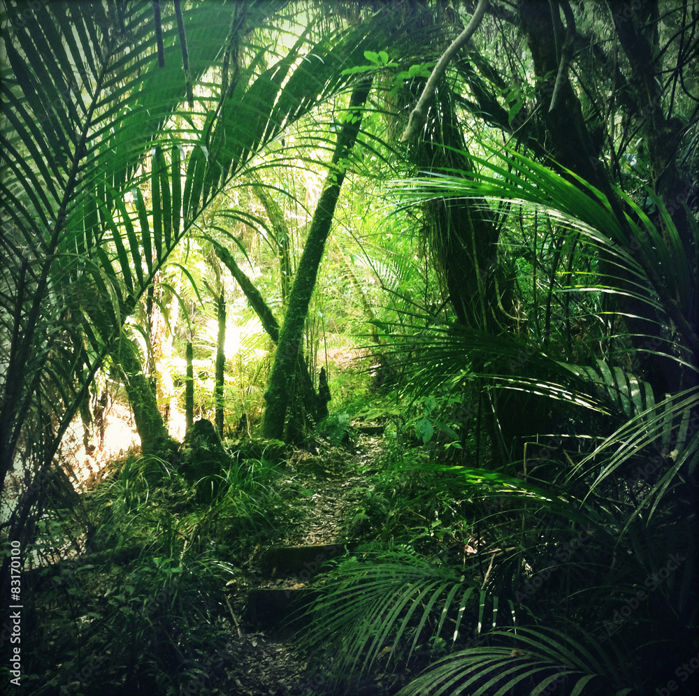 Green tropical forest jungle