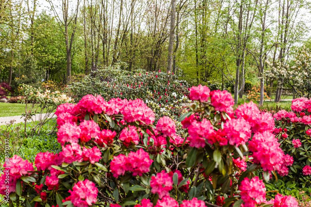 Fototapeta premium Rhododendren