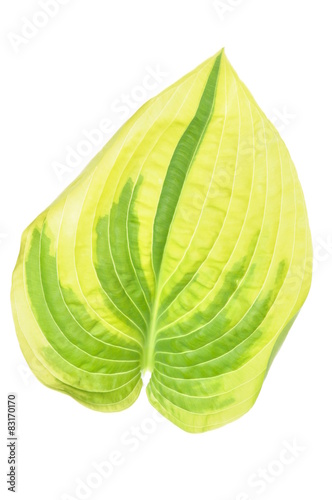 Hosta leaf isolated on white background