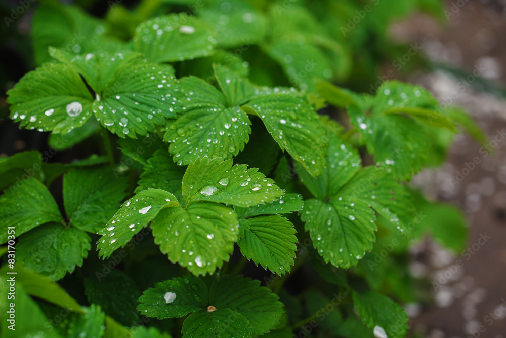 green leaves of strawberry under rain drops green leaves of strawberry under rain drops