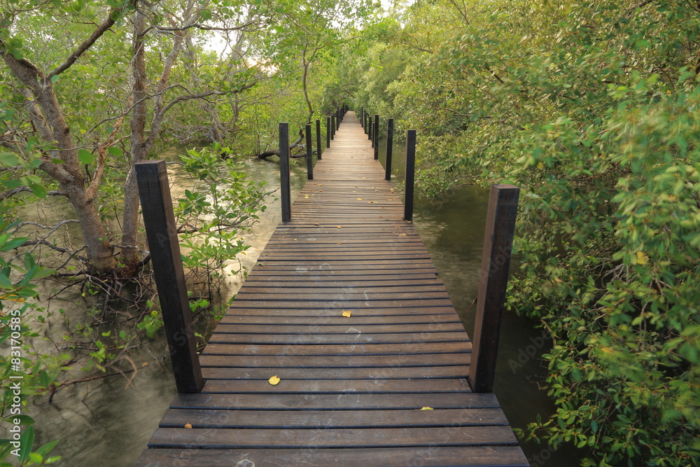Obraz premium Mangrove forest and wood bridge