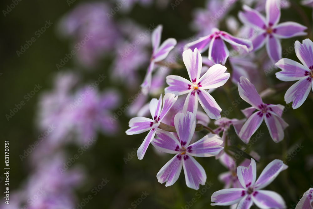 Fototapeta premium シバザクラの花 