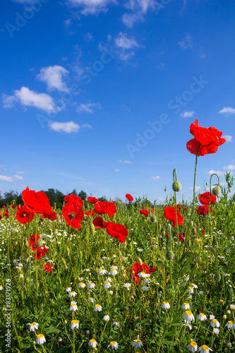 Fototapeta Naklejka Na Ścianę i Meble -  Poppy Field
