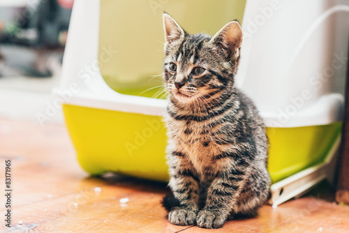 Fototapeta Naklejka Na Ścianę i Meble -  Pretty little striped tabby kitten