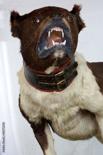 bulldog historical breed taxidermy