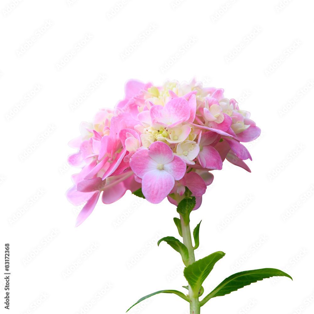 Hydrangea common names hydrangea or hortensia (Hydrangea macroph Hydrangea common names hydrangea or hortensia (Hydrangea macroph