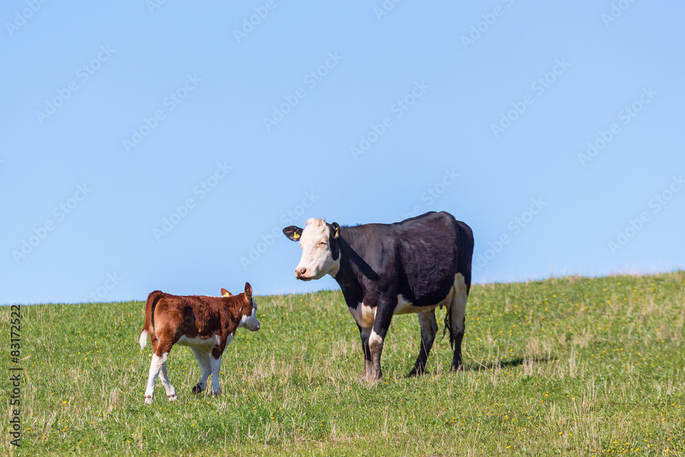 Cow with calf on a meadow Cow with calf on a meadow