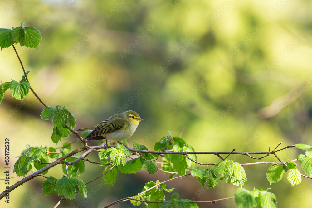 Obraz premium Green Warbler