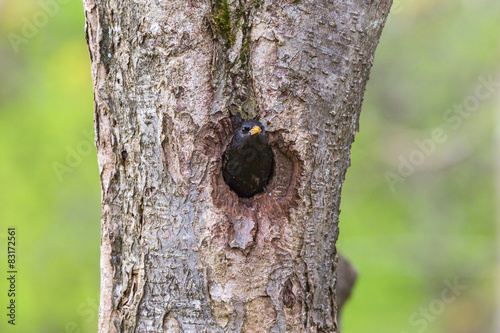 Starling in a nesting hole