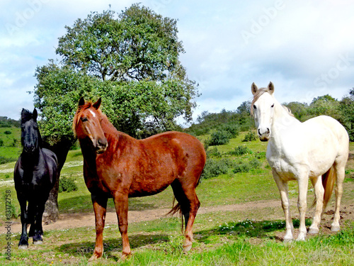 Três cavalos no campo photo