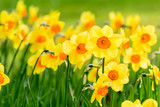Narcissus