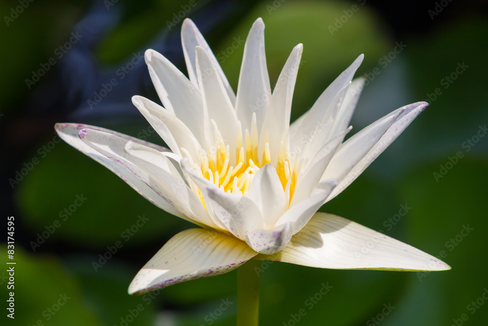 Closeup Lotus flower,water lily