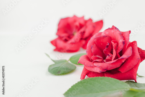 Red rose isolated
