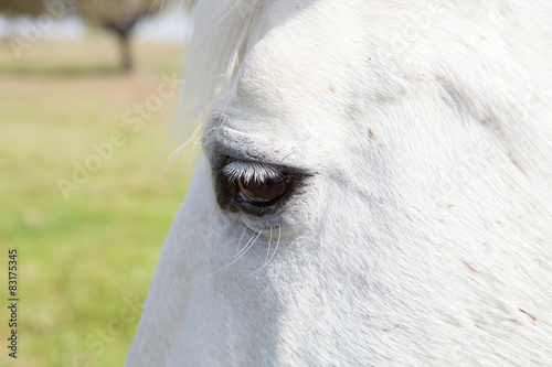 Eye photo of a white horse