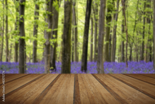 Vibrant bluebell carpet Spring forest landscape with wooden plan