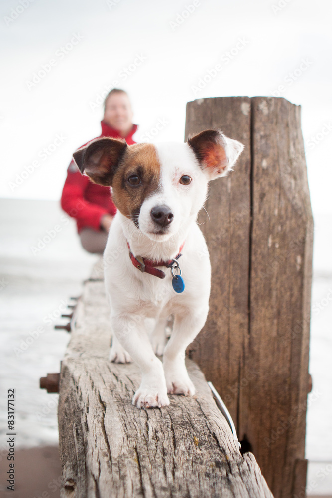 Terrier walking the beam Terrier walking the beam