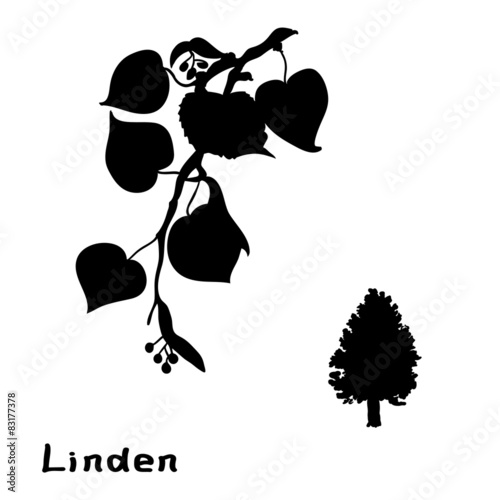 Set linden branches with leaves