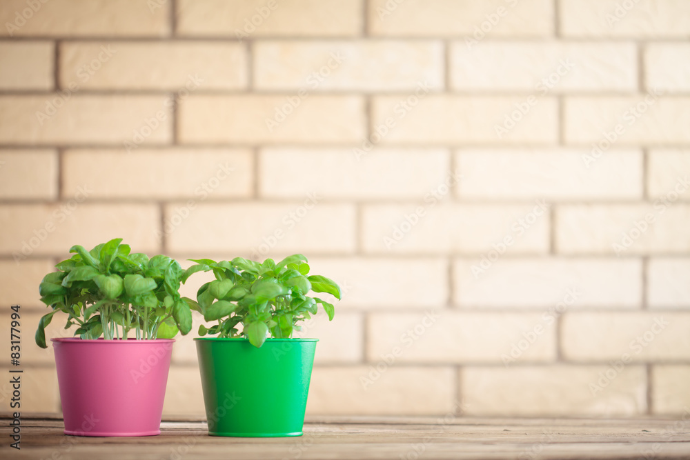 Basil plant in a pot Basil plant in a pot
