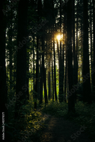 Sun in the forest
