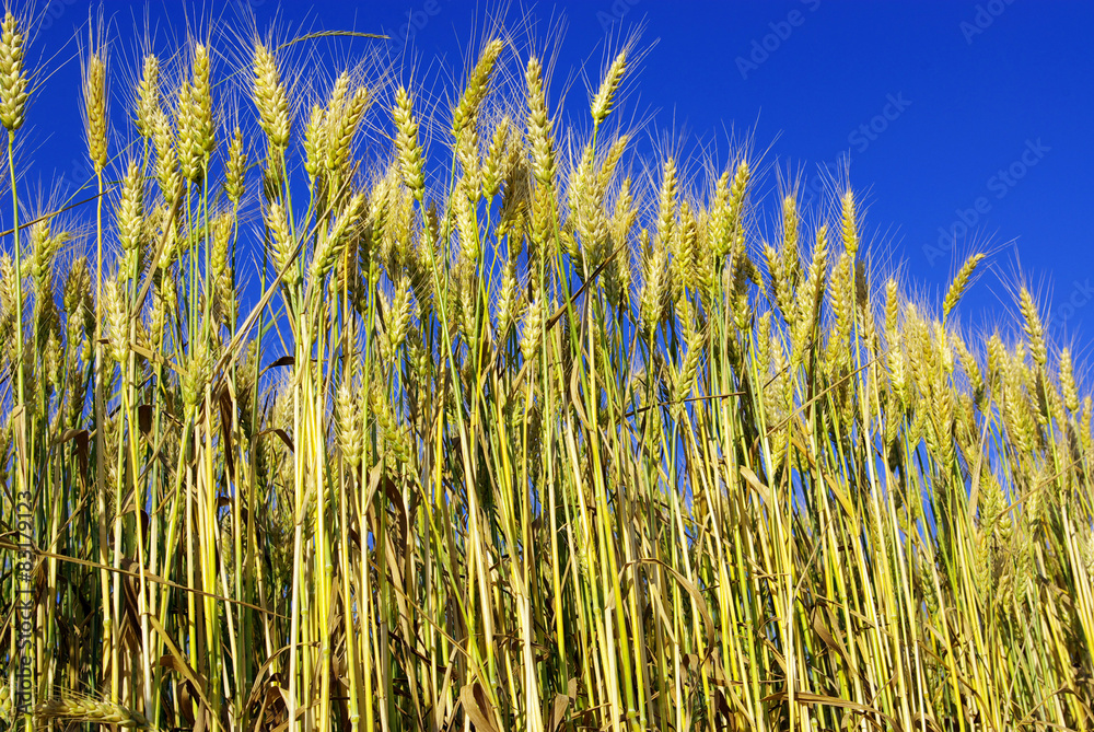 Obraz premium wheat